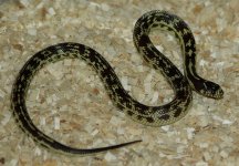 hypo sor x cal x imp hf1.JPG