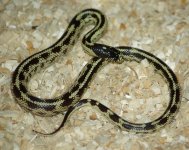 hypo sor x cal x imp mh1.JPG