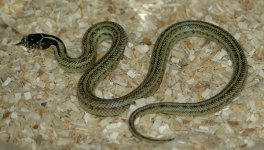 hypo sor x cal x imp m2.JPG