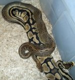 pin x pastel female.jpg