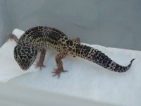 merlin-2.jpg