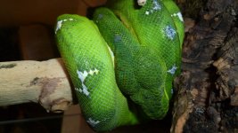 snakes 015.jpg