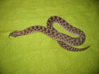 female hognose3.jpg