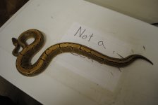 DSC_0332.jpg
