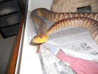 ssssnakes 019.jpg