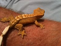 crested.jpg