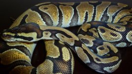 snakes 032.jpg
