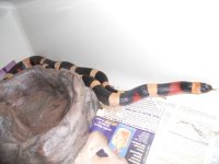 ssssnakes 021.jpg