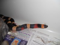 ssssnakes 022.jpg