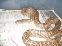 ssssnakes 024.jpg
