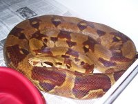 2005hypo66possf2.jpg