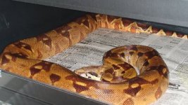 snake20026.jpg