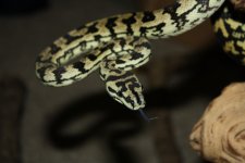 IMG_0156.jpg