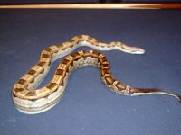 snakes 022.jpg