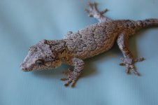 DSC_0198.jpg