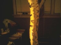 yellow belly.jpg