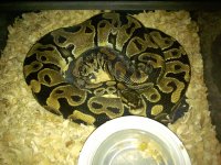 yellowbelly-1.jpg