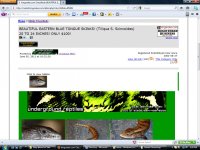 Underground Reptiles BTS ad.jpg