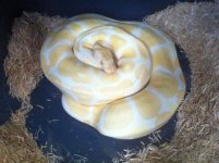 albino_7-5-11.jpg