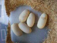 albino_eggs_7-5-11.jpg
