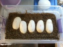 albino_eggbox_7-5-11.jpg