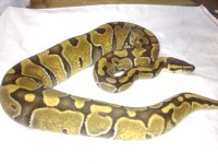 Enchi male.jpg