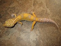Red Stripe Bell albino het RADAR Female #1.JPG