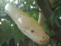 PYTHON.jpg