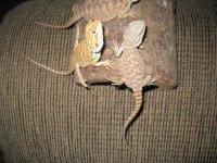 IMG_1340.jpg