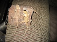 IMG_1339.jpg