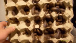 S6301692.jpg