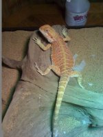 sandfire beardie.jpg