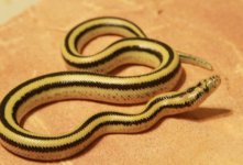 MELS REPTILES 006.jpg