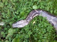 blood python.JPG