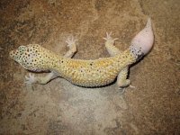 Red Stripe Enigma male het RAPTOR.JPG