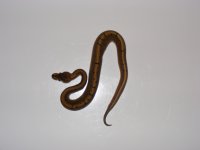 DSCF1505.jpg