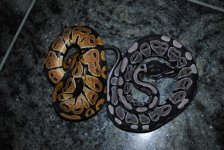 DSC_1241.jpg