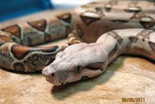 2010 1.0 Harlequin.jpg