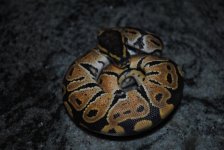 DSC_1248.jpg