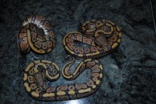 DSC_1249.jpg