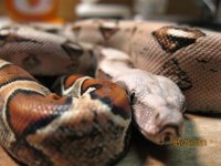 2010 1.0 Harlequin (1).jpg