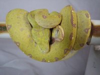 july snakes 122.jpg