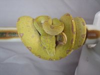 july snakes 121.jpg