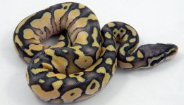 Pastel lesser.jpg