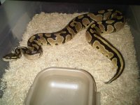IMG01413-20110311-2105.jpg