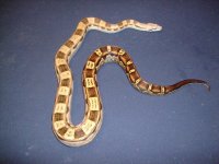 snakes 024.jpg