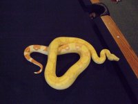 snakes 044.jpg
