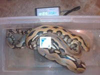 11' Tiger Retic weight photo 5.2011.jpg