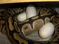 moeggs.jpg