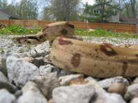 IMG_0194.jpg